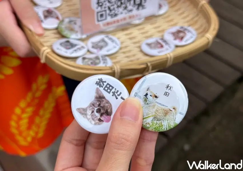 ▲2025日本秋田縣觀光物產展現場打卡可免費換秋田犬小物。(攝影:鄭雅之)