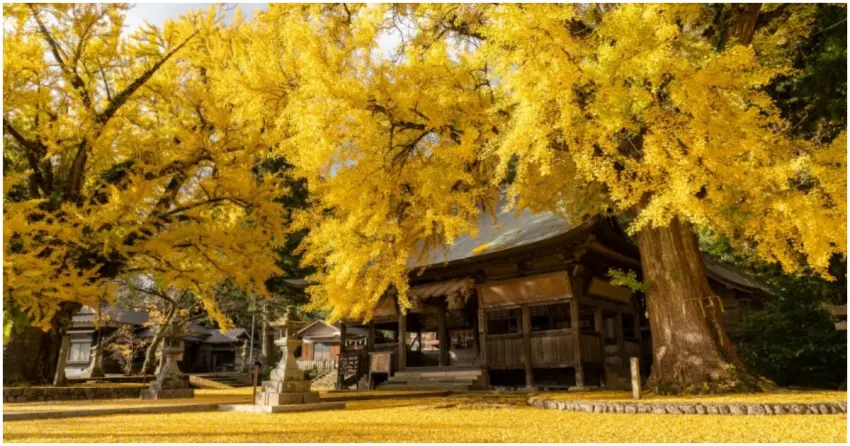 銀杏季必拍岡山景點！福田神社 秋日賞金黃銀杏，順遊蒜山高原景點。