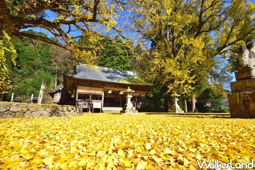 ▲福田神社是岡山縣真庭市熱門銀杏景點。（福田神社提供）