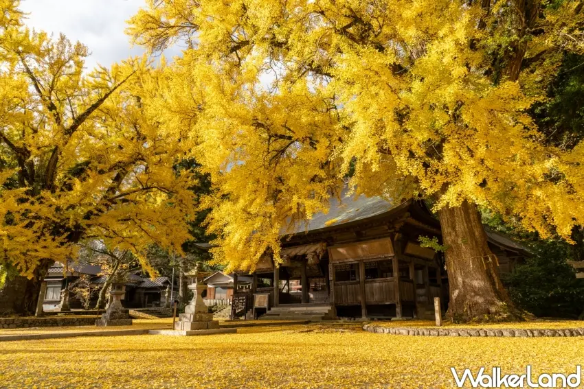 ▲每年11月，「福田神社」吸引眾多旅人前來福田神社捕捉銀杏景緻。（福田神社提供）