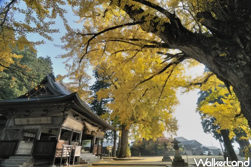▲「福田神社」境內有兩棵約650年的銀杏樹。（福田神社提供）