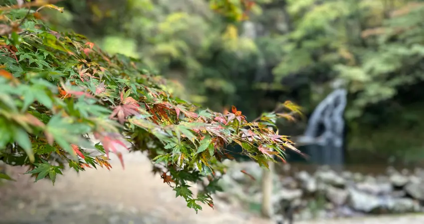 ▲赤目五瀑各自展現著不同的姿態與氣勢。