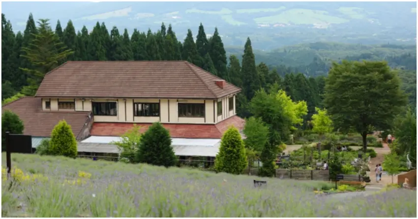 岡山賞花景點！蒜山香草花園夏季薰衣草花海盛開，白天賞花、夜晚浪漫星空相伴。