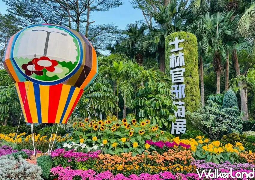 ▲2025士林官邸菊展於11/28正式開展，為期17天台北人快到士林賞花。