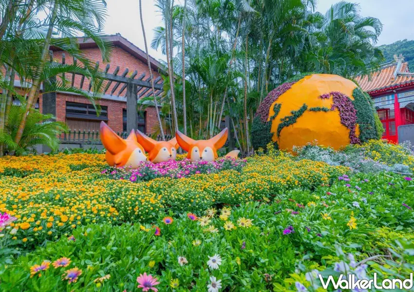 ▲2025士林官邸菊展以超過150種、13萬盆菊花打造不同風格的主題花景。