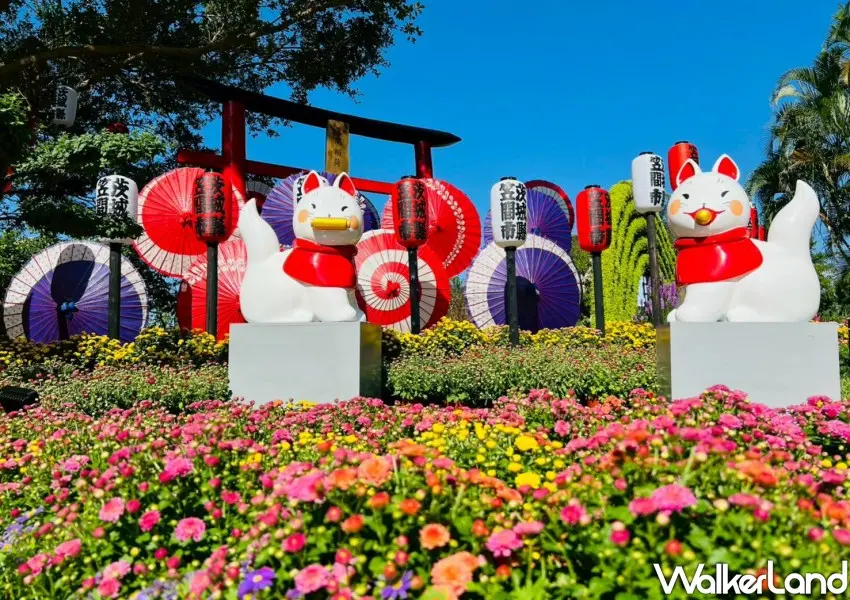 ▲2025士林官邸菊展笠間菊花節展區，祈願燈籠、和傘與菊手水搭配球形波波菊營造滿滿日式風情。。