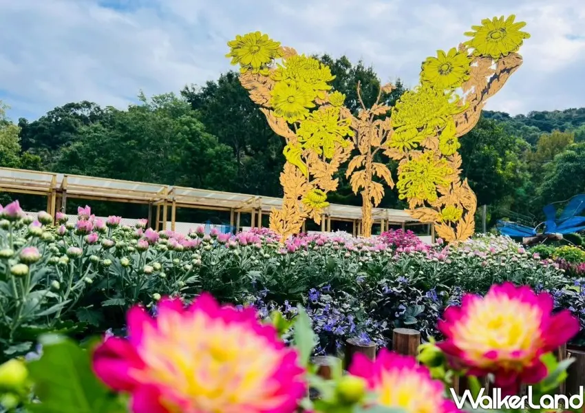 ▲2025士林官邸菊展期間貼心延長開放到晚上7點。