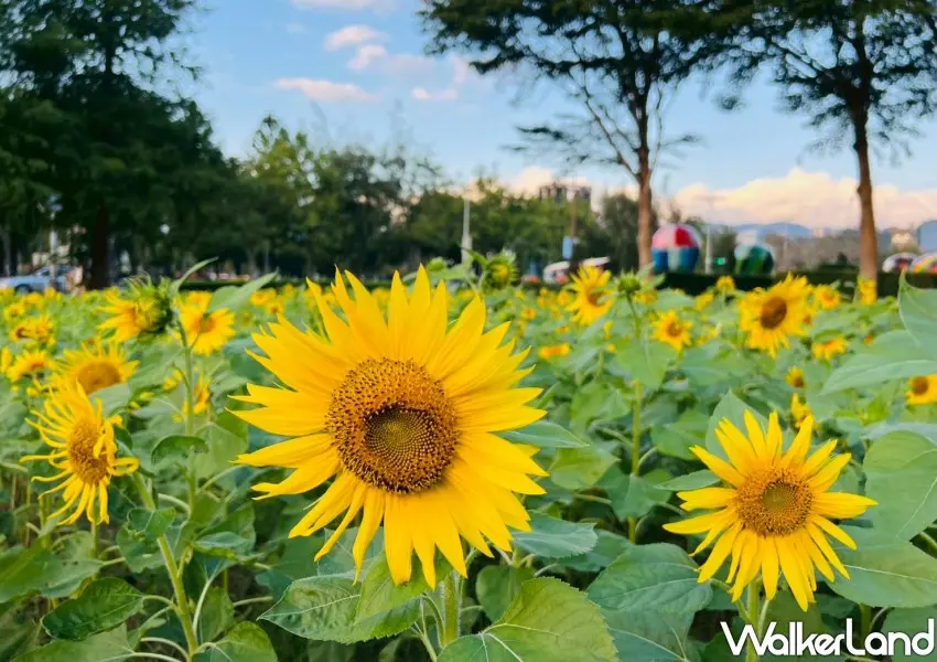 ▲2025士林官邸菊展「向陽逐夢」也種植大片向日葵象徵勇敢追夢。