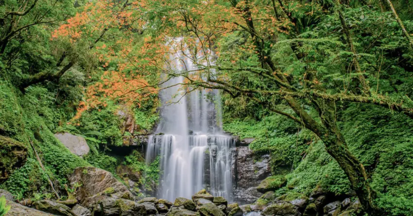 雙北楓葉景點5大推薦！台北陽明山楓葉隧道、紅楓瀑布秘境，秋冬賞楓景點跟上。