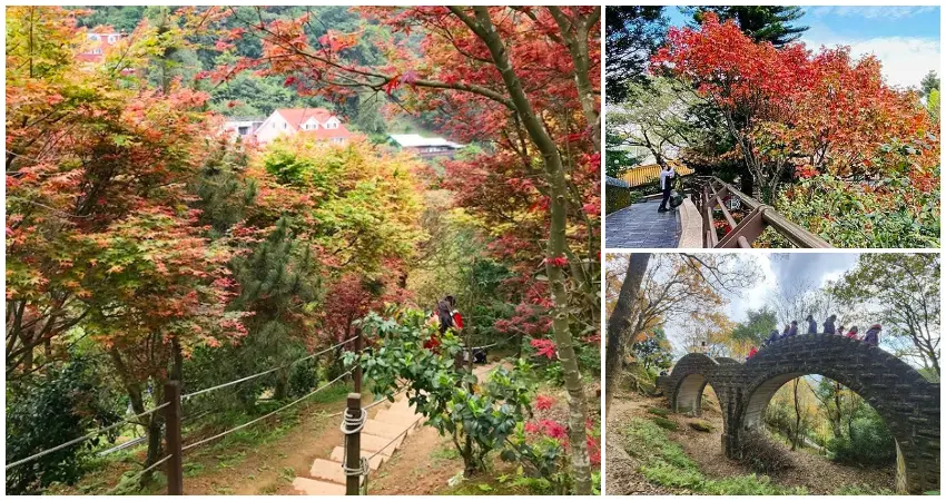 ▲雙北楓葉景點5大推薦!台北陽明山楓葉隧道、紅楓瀑布秘境,秋冬賞楓景點跟上。