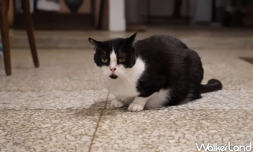 ▲半寓咖啡的店貓，個性溫和親人。（攝影：楊婷雅）