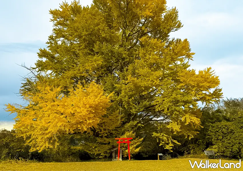 ▲日本東北紅葉秘境景點7選!福島冬天景點推薦,這邊觀光客最少。