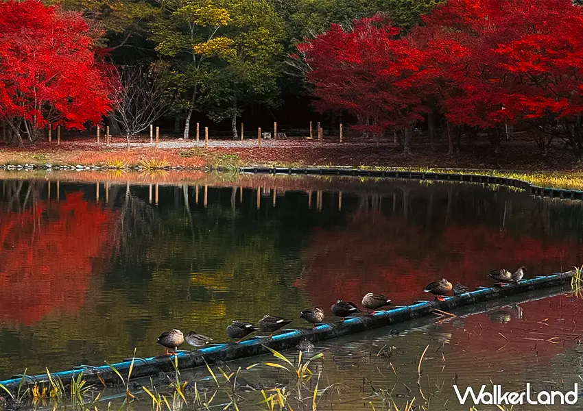 ▲日本東北紅葉秘境景點7選!福島冬天景點推薦,這邊觀光客最少。