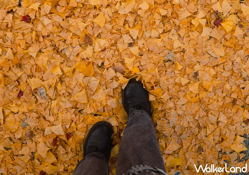 ▲日本東北紅葉秘境景點7選!福島冬天景點推薦,這邊觀光客最少。