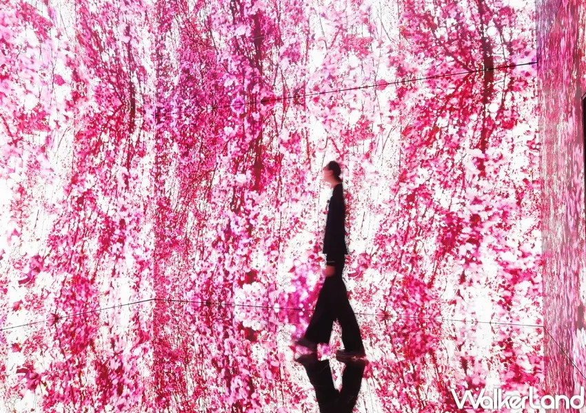 ▲蜷川實花展來台！華山蜷川實花沉浸式光影展預售票開搶，8大展區必拍搶先看。