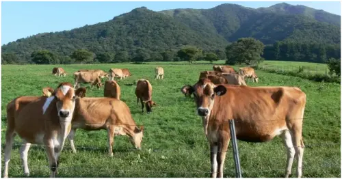 5大岡山蒜山高原景點推薦！高原牧場散策、超美銀杏神社、蒜山酒莊一次玩透。