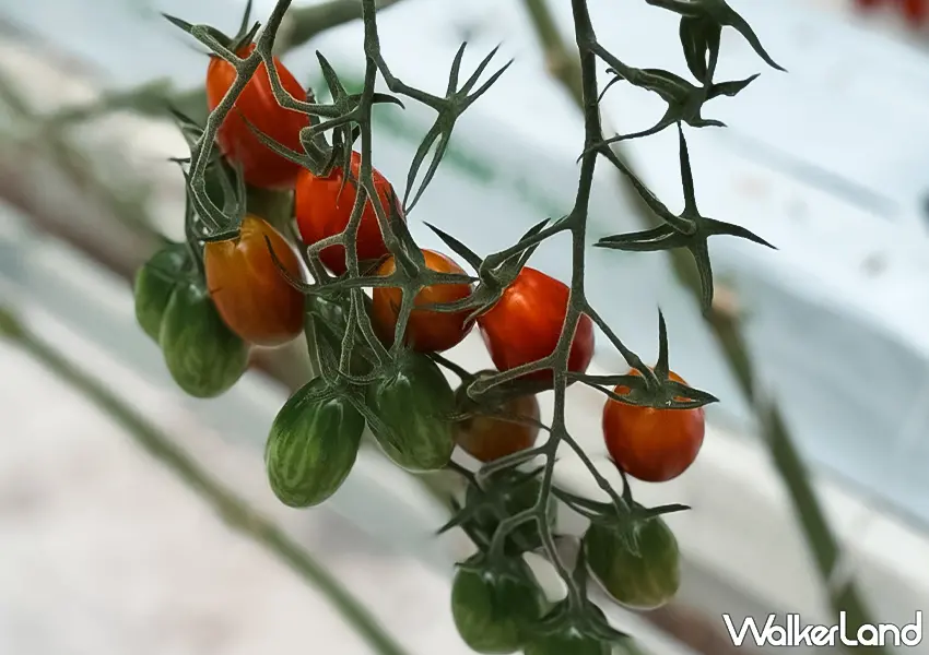 ▲日本東北自由行推薦！Wonder Farm 根本番茄控的天堂，現採番茄、蕃茄料理吃到飽超滿足。