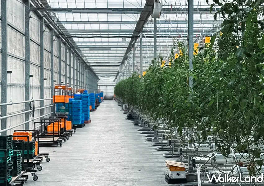 ▲日本東北自由行推薦！Wonder Farm 根本番茄控的天堂，現採番茄、蕃茄料理吃到飽超滿足。