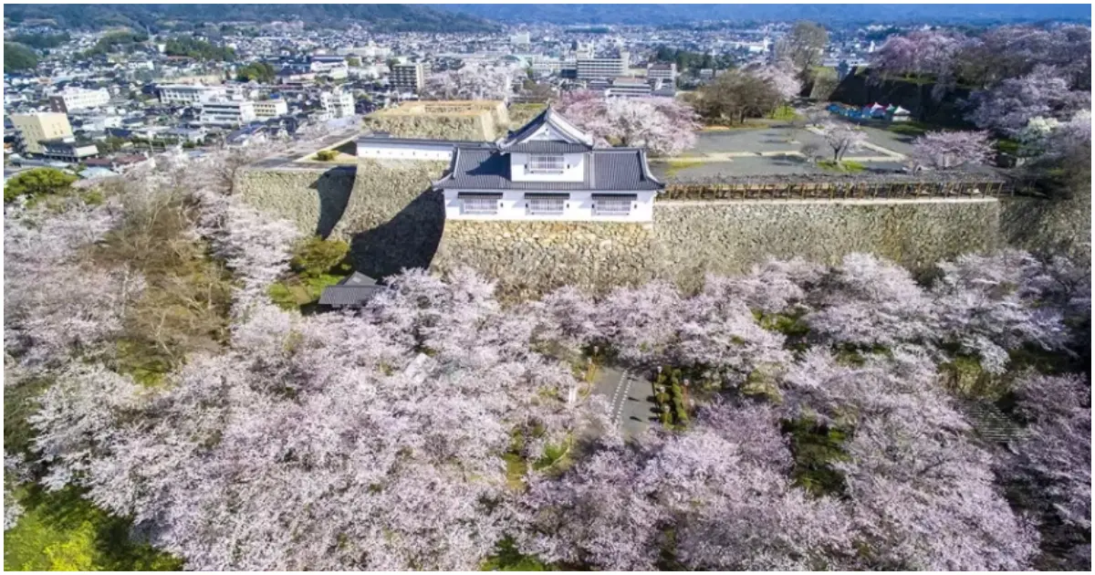 岡山賞櫻景點！津山城 日本100名城與櫻名所100選，歷史迷必訪津山景點。
