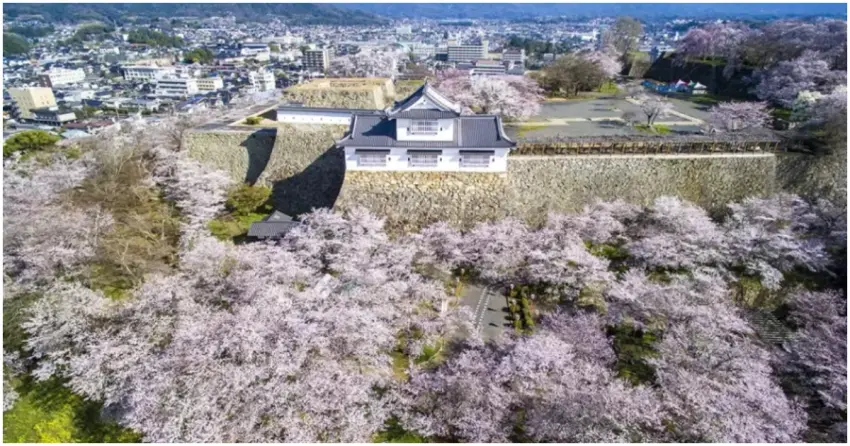 岡山賞櫻景點！津山城 日本100名城與櫻名所100選，歷史迷必訪津山景點。