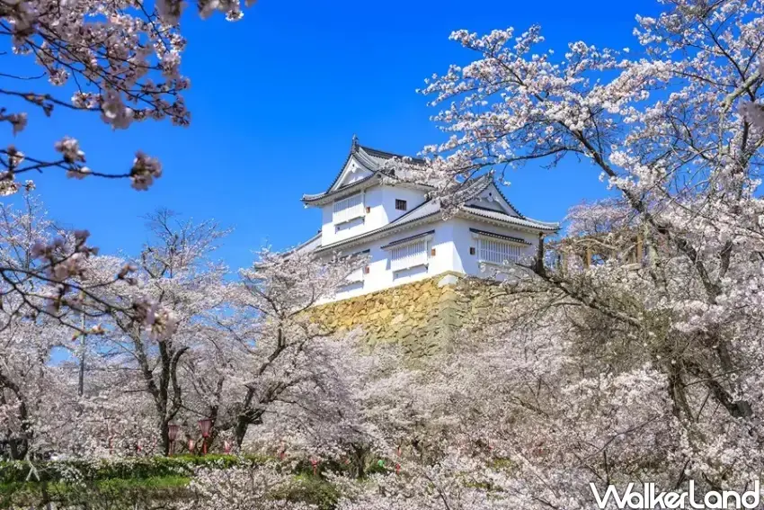 ▲日本百大名城之「津山城」，同時也是日本百大賞櫻名所。（津山城提供）