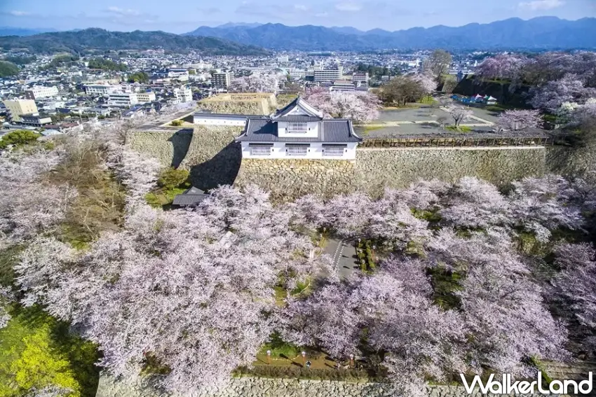 ▲「津山城」為「日本百大賞櫻名所」之一。(攝影:楊婷雅)