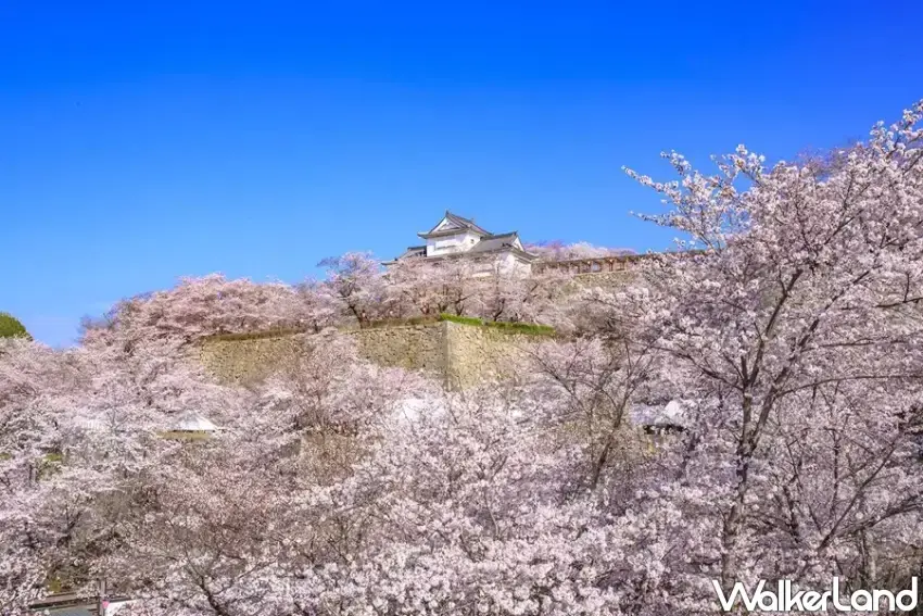 ▲津山城千株櫻花綻放,形成粉白花海。(攝影:楊婷雅)