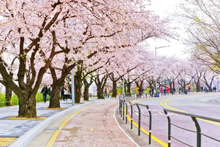 ▲每年的3月底至4月初,汝矣島會舉行首爾最盛大的櫻花慶典「汝矣島櫻花節」,汝矣西路(輪中路)道路兩旁有超過千棵櫻花樹盛開