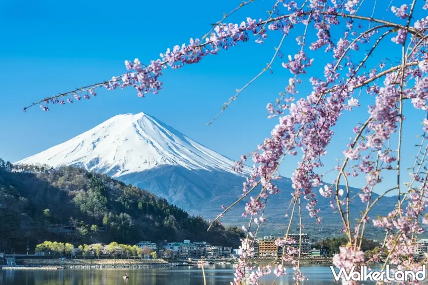 ▲日本人氣一日遊有多條行程提供1,212元優惠價限量搶,可搶先佈署明年富士山賞櫻之旅