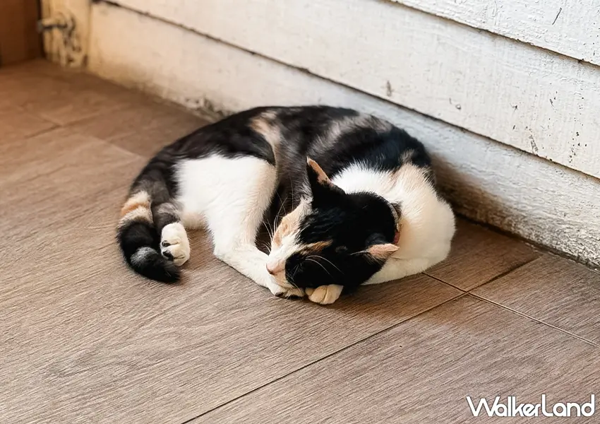 ▲桃園景觀咖啡廳推薦!森鄰水岸 180度溪谷美景超好拍、店貓超親人。