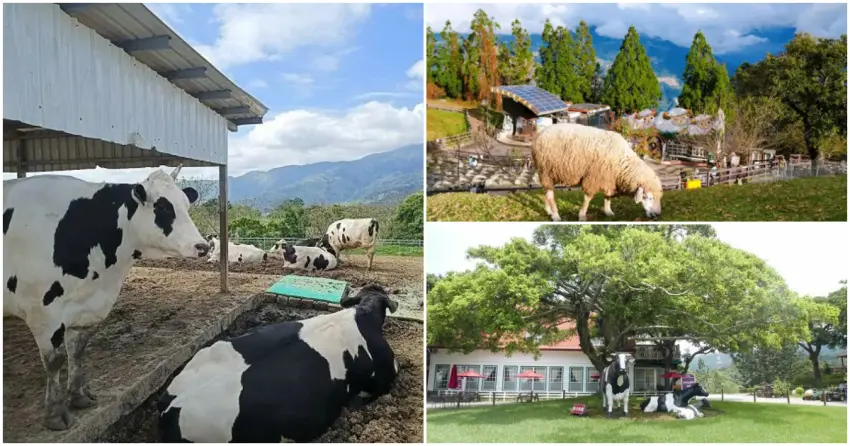 ▲漫步在無邊際的青青草原，看著牛羊愜意吃草，這三間經典牧場擁有絕美的視野與純淨空氣，絕對是週末放鬆的首選。