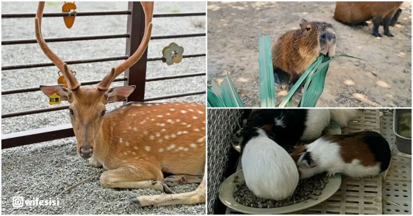 ▲看著水豚君呆萌吃草、與梅花鹿零距離接觸，還有排隊吃飯的天竺鼠，絕對是大人小孩都無法抗拒的療癒時光。