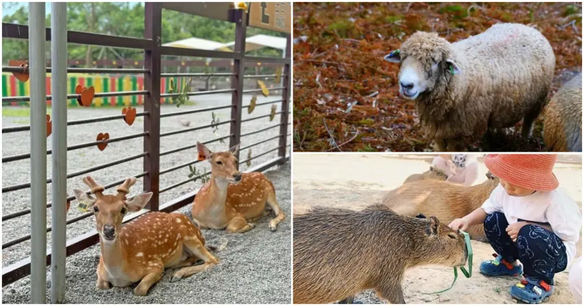 全台9間特色牧場推薦！餵水豚、喝鮮奶全攻略，親子旅遊必訪宜蘭小奈良。