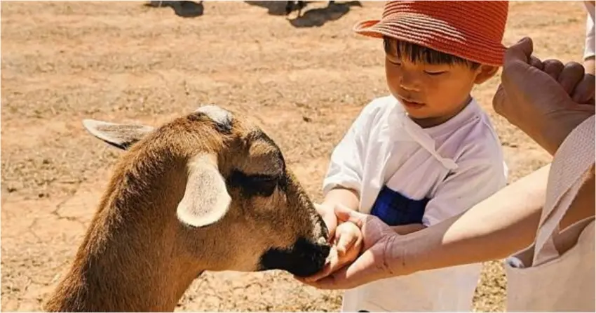 ▲在桃園埔心牧場，小朋友可以體驗親手餵食溫馴的小羊，絕對是假日最棒的回憶。