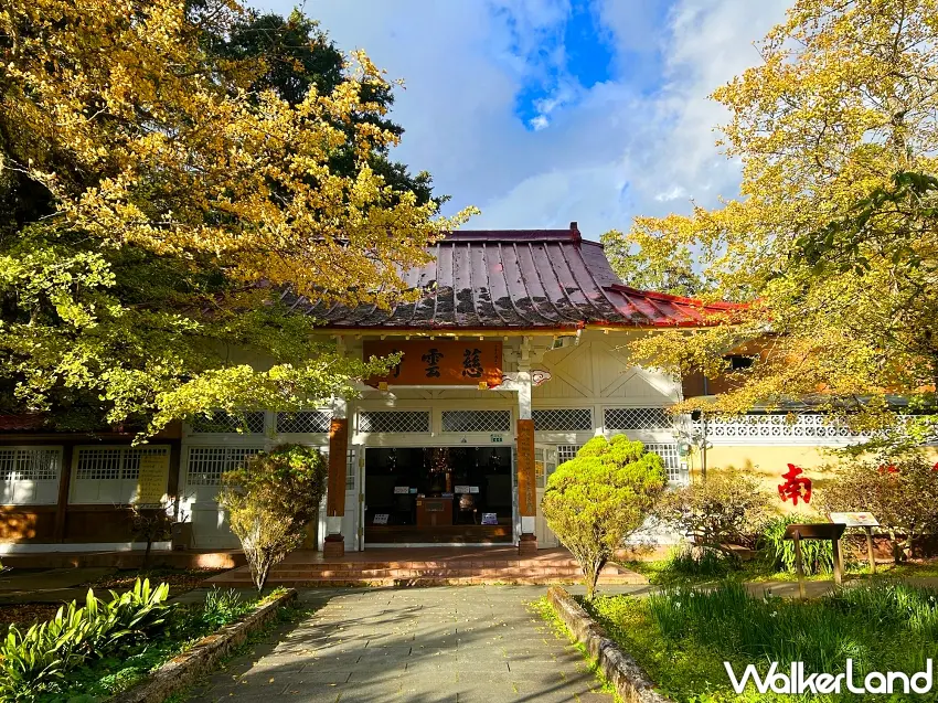 ▲歲末年終之際,阿里山慈雲寺前的銀杏與鐘樓在陽光映照下,呈現出綠黃紅交織的唯美畫面,是熱門的攝影景點。