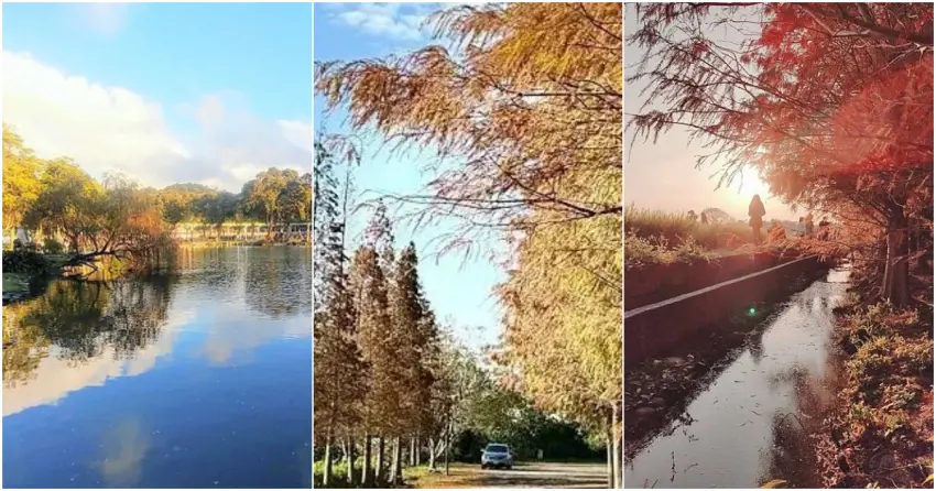 ▲不用跋山涉水,搭大眾運輸就能到的城市秘境!左起為捷運即達的「台北大湖公園」、桃園市區的「春天農場」,以及有北歐森林感的「大溪南興落羽松」。