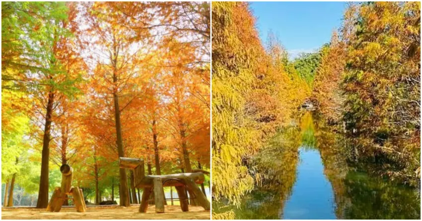 ▲遠離塵囂的療癒首選!左圖為充滿北歐童話感的「南投 139 縣道落羽松」,右圖則是擁有絕美水上倒影的「苗栗三灣落羽松」,截然不同的秘境風情一次滿足。