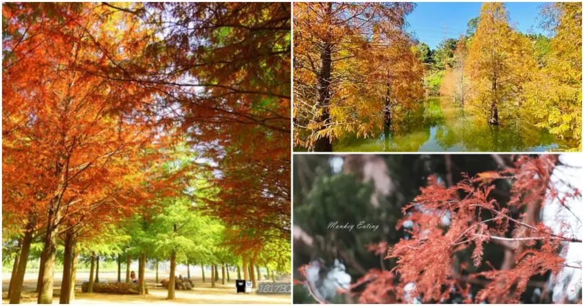 ▲精選全台落羽松多樣風貌!無論是便利的城市近郊、氣勢磅礴的綿延大道,或是隱密的療癒水鄉,每處都是值得收藏的季節限定記憶。