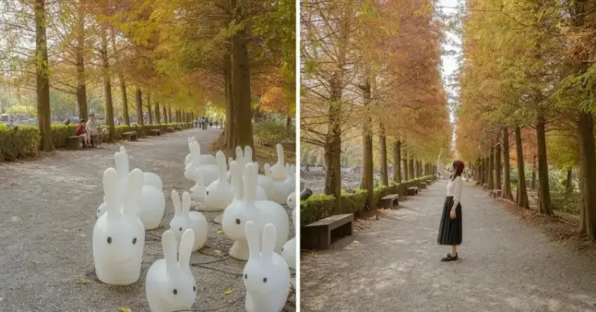 ▲彰化「成美文化園」擁有濃厚的日式禪意,漫步在轉紅的落羽松林間,感受優雅寧靜的冬日雅緻。