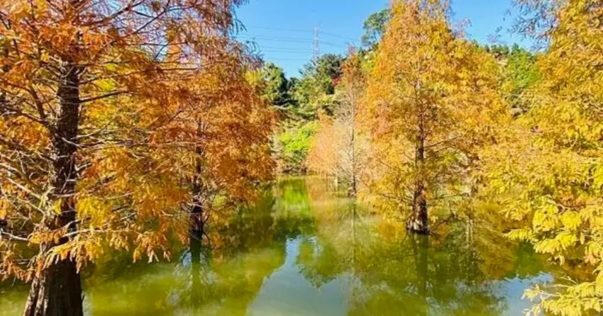 ▲苗栗三灣的落羽松佇立於水田之中,可以近距離欣賞夢幻光影與水色,感受季節限定的浪漫。