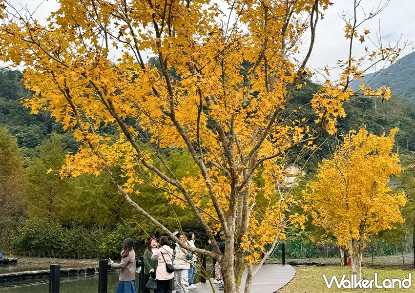 ▲宜蘭落羽松秘境開放預約！三層坪農塘 九層疊瀑必拍，錯過再等一年。