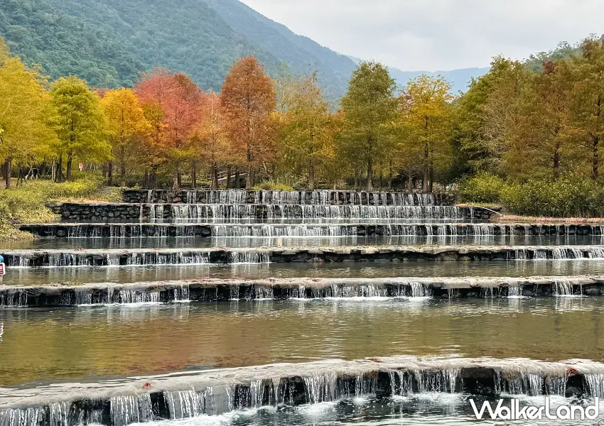 ▲宜蘭落羽松秘境開放預約!三層坪農塘 九層疊瀑必拍,錯過再等一年。