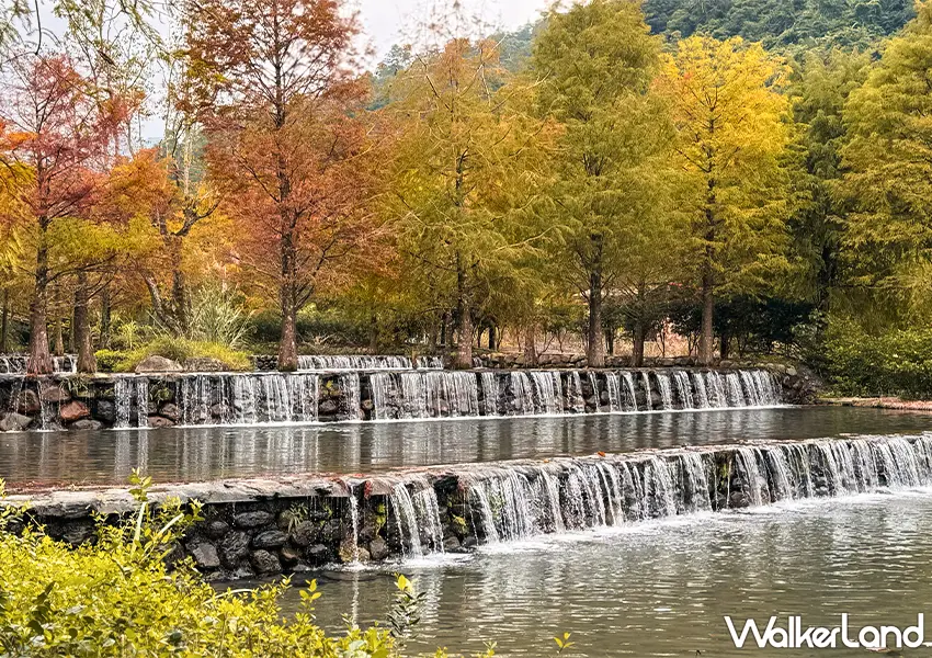 ▲宜蘭落羽松秘境開放預約！三層坪農塘 九層疊瀑必拍，錯過再等一年。