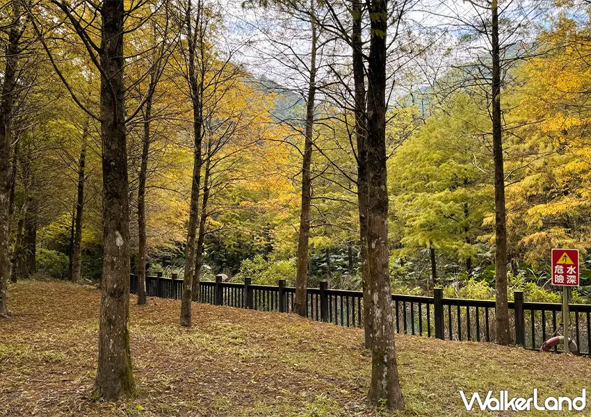 ▲宜蘭落羽松秘境開放預約！三層坪農塘 九層疊瀑必拍，錯過再等一年。