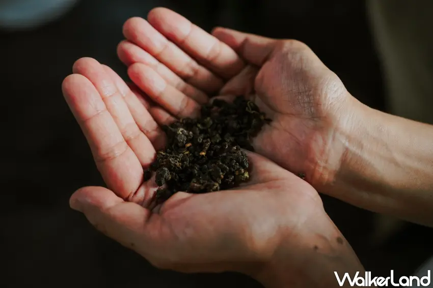 ▲「吉合製茶」與茶農長期合作,確保每批茶葉品質穩定。(吉合製茶提供)