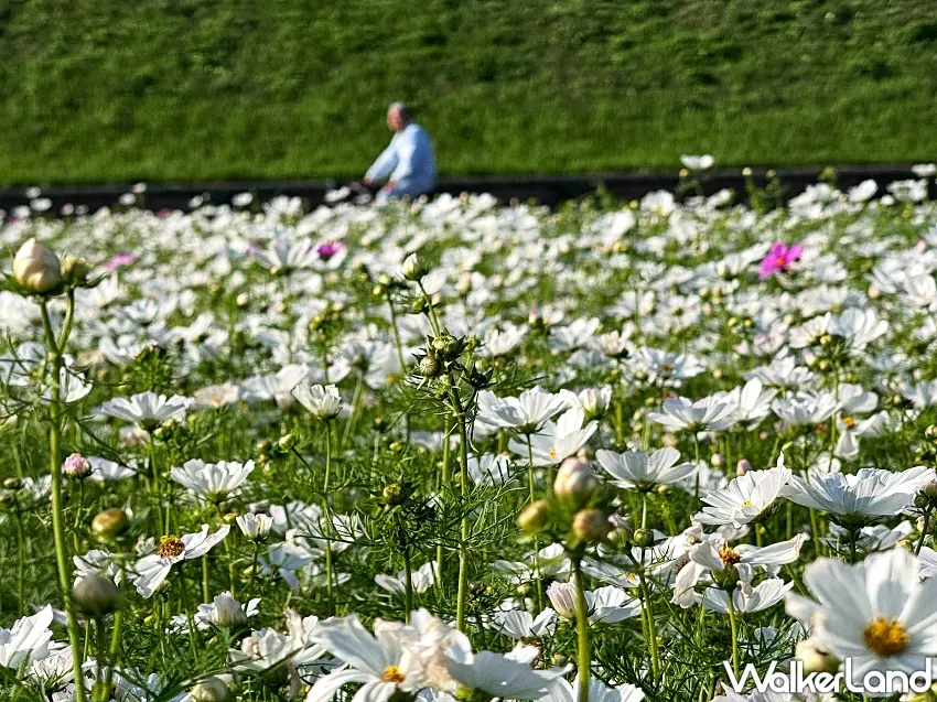 ▲鴨鴨公園內盛開的白色波斯菊吸引蜜蜂前來採蜜，展現出新北河濱豐富的自然生態。