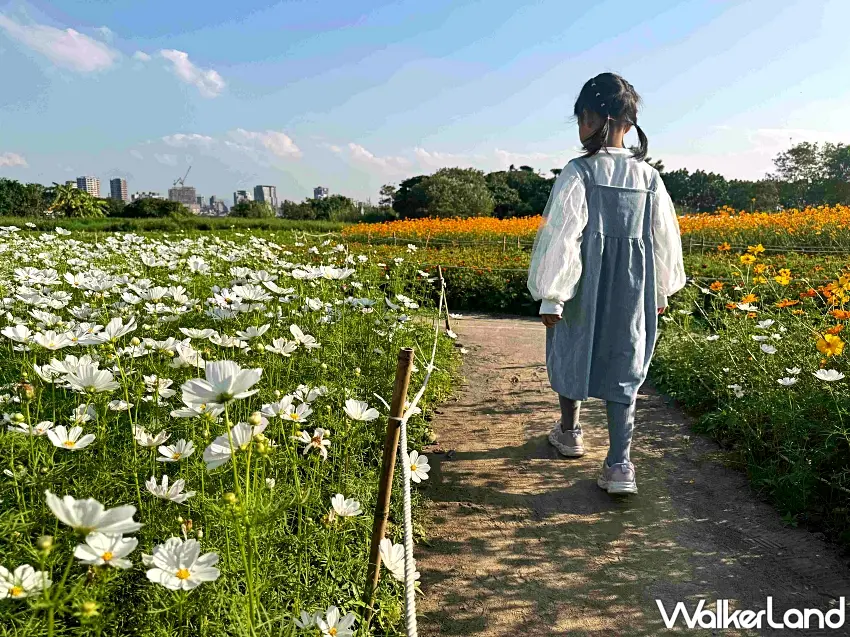 ▲花海高度適中，讓小朋友也能近距離觀察花朵姿態，是極佳的親子戶外自然教室。