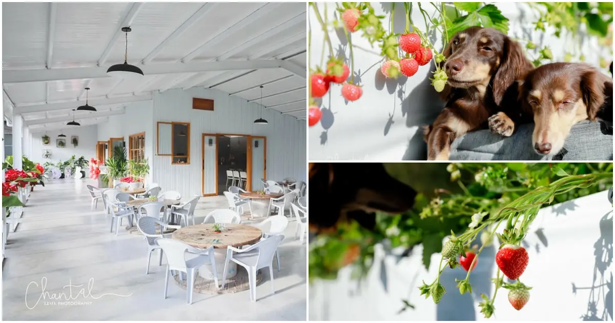 大湖草莓季冬日開跑！從純白草莓園、雲莊城堡到老街美食，苗栗山城順遊提案。