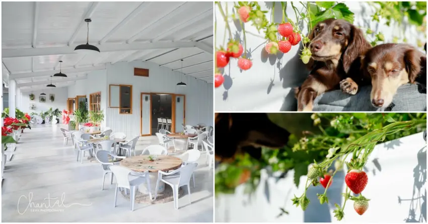 ▲顛覆傳統印象的「紅色琉璃瓦」，以純白系打造出清新愜意的休憩空間，不妨帶上毛小孩一起享受這份療癒時光！