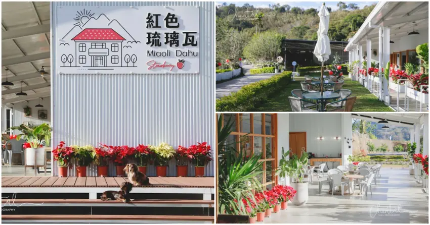 ▲今年冬季，體驗一場優雅又清新的採草莓活動！採完草莓，不妨順遊周遭景點，來趟獨一無二的山城之旅！